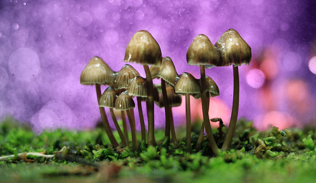 A Discussion on Micro-dosing with Mushrooms